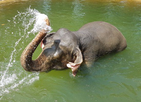 Tongdee Elephant Camp